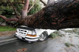 Photo: David Cantu/freelance photographer -- A section of that downed tree on Bethany Road in Burbank crushed a parked truck March 20, 2011