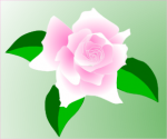 pink rose clipart