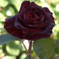 Black Baccara rose 
