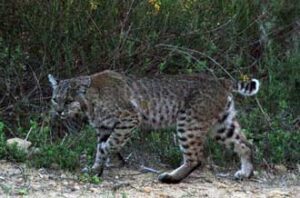Photo: Terje "Terry" Canavarro/Freelance photog --A bobcat caught prowling in the brush just above Burbank near the Oakwood Apartments complex April 18, 2012