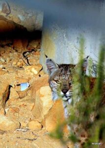 Photo: Terje "Terry" Canavarro -- A close up of a Bobcat in the brush above Burbank near the Oakwood Apartments complex April 18, 2012