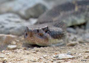 Photo: Terje "Terry" Canavarro/Freelance Photog -- Close up of rattlesnake in Wildwood Canyon Park in Burbank May 12, 2012