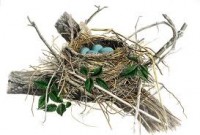 bird's nest clip art 