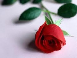 photo of a single red rose 