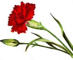 clip art of rec carnation