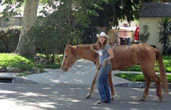 Photo: FLLewis/ Media City Groove -- Burbank resident and her horse out for a stroll in the Rancho District March 2014