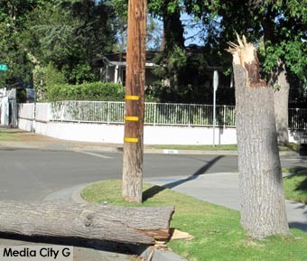 hoto: FLLewis/ Media City G -- Split tree trunk of  fallen tree at Oak Street and Beachwood Drive in Burbank April 30, 2014