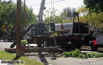 Photo: FLLewis/ Media City G -- Team from Burbank Forestry Services removed fallen tree at Oak Street and Beachwood Drive Burbank April 30, 2014