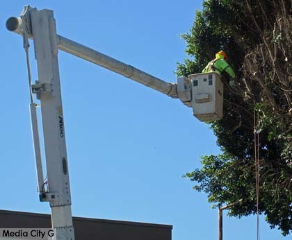 Photo: FLLewis / Media City G -- Tree trimmer thining out ficus tree in the 3500 block of West Magnolia Boulevard Burbank September 23, 2014
