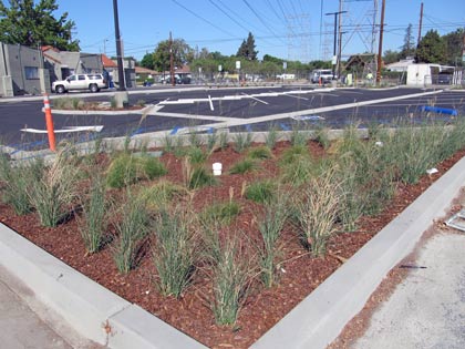 Photo: FLLewis / Media city G -- Drought tolerant landscape in the new Magnolia Boulevard parking in Burbank September 13, 2014