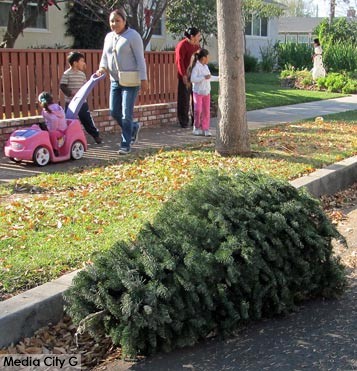 Photo: FLLewis / Media City G -- Christmas tree left at the curb to be picked up and recycled on West Clark Avenue in Burbank January 3, 2015