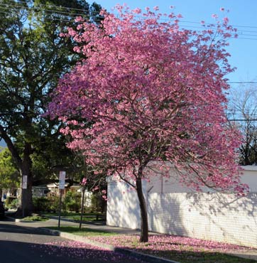 Photo: FLLewis / Media City G -- A Tabebuia tree in full bloom on Naomi Street near Magnolia Boulevard in Burbank February 14, 2015