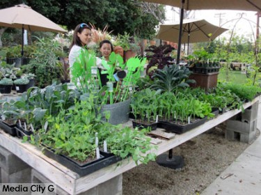 Photo: FLLewis / Media City G -- Two shoppers checked out plants at Sheridan Gardens in Burbank February 20, 2015