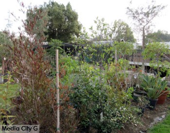 Photo: FLLewis / Media City G -- Trees and shrubs on the lot next to the Sheridan Gardens 817 North Hollywood Way in Burbank February 20, 2015