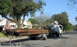 Photo: FLLewis / Media City G -- A load of new utility poles on the back of BWP truck in the 300 block of South Griffith Park Drive Burbank April 7, 2015