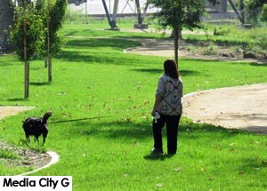 Photo: FLLewis / Media City G-- Woman walked dog in newly redesigned Johnny Carson park in Burbank June 30, 2016