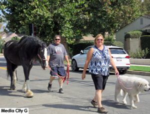 Photo: FLLewis / Media City G -- A couple and two four-legged friends take a stroll through the Rancho District in Burbank on Labor Day morning September 5, 2016
