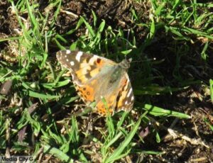 Photo: FLLewis -- Media City G -- Painted Lady in the grass in Burbank March 14, 2019