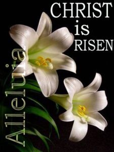 East Lily -Chris is risen free photo clipart 