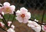 picture of Japanese apricot blossom