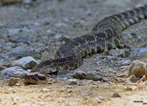 rattlesnake-in-Wildwood-Canyon Park in Burbank May 12, 2012 Photo: Terje"Terry" Canavarro/Freelance Photog -- Rattlesnake in Wildwood Canyon Park in Burbank May 12, 2012