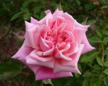 photo of a pink tea rose