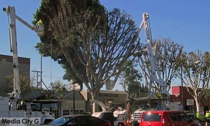 Photo: FLLewis/ Media City G -- Burbank crews pruned ficus trees between Hollywood Way and Avon Street on Magnolia Boulevard Burbank September 23, 2014