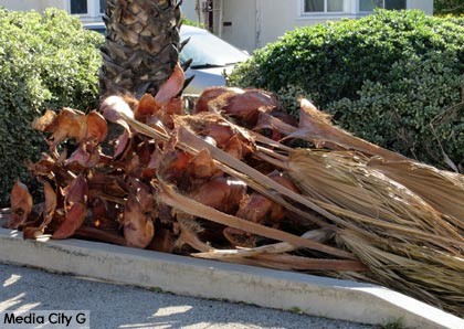 Photo: FLLewis / Media City G -- Stack of fronds and palm debris in the 600 block of North Lincoln Street in Burbank January 24, 2015